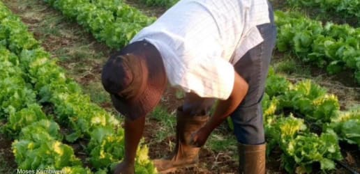 As El Niño bites, Zimbabwe takes aim at climate change with new law