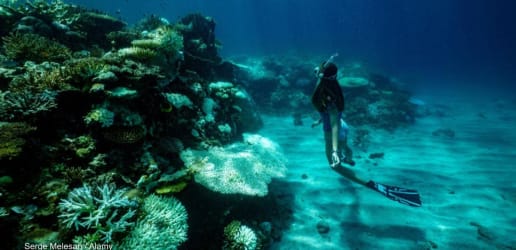 Opinion: Coral bleaching is a cry for help from the blue economy