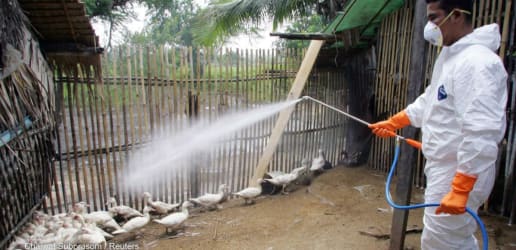 Opinion: The pandemic agreement ignores animal health at its peril 