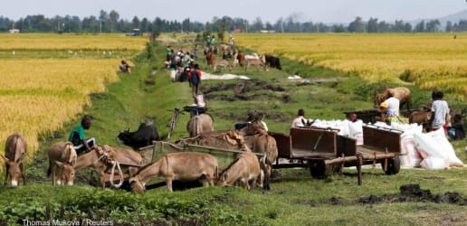 Opinion: How blended finance can catalyze private capital for agriculture