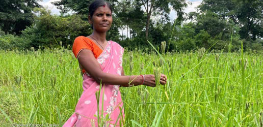 Can millet farming offer coal workers in India an alternative income?