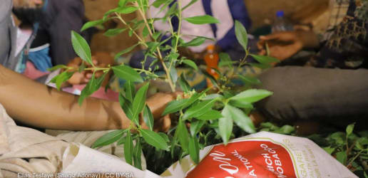 In Somaliland, a sin tax for mental health relief 