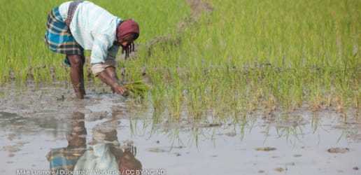 Opinion: Investing in agrifood systems is a safer bet than military spending