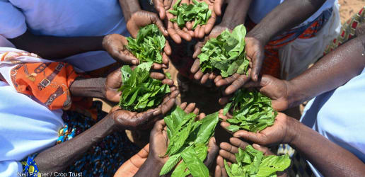 Aid cuts spark a rethink of African food systems rooted in agroecology