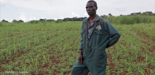 US aid cuts uproot Uganda’s emerging 'miracle tree' market