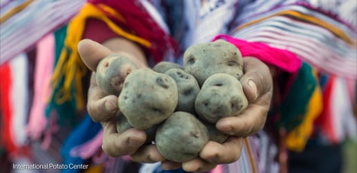 Hot potato: How a new blight-resistant variety is boosting food security