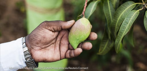 When Feed the Future shut down, these researchers built something new