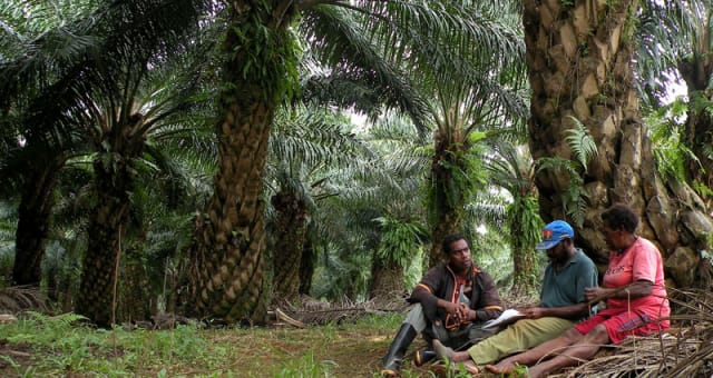 Trase Insights - Indonesia makes progress towards zero palm oil