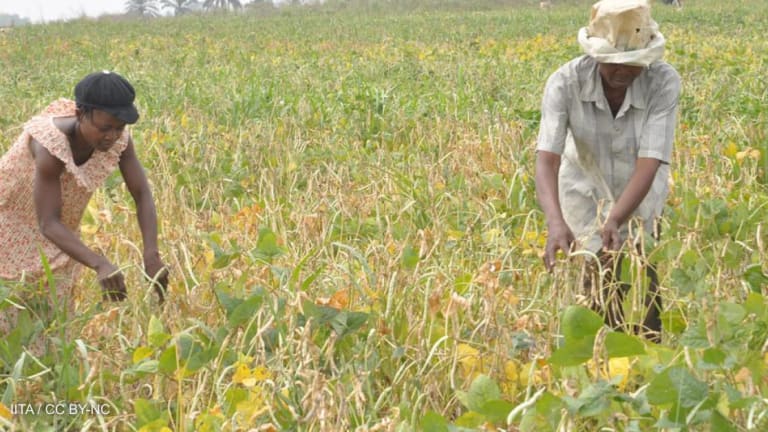 Are GMOs the key to global food security? Biology Diagrams