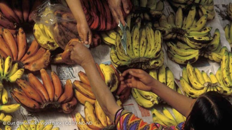 'Don't panic': Lessons from the last global food crisis