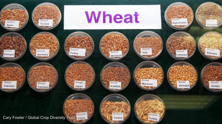 How ancient wild relatives of wheat could safeguard our food supply