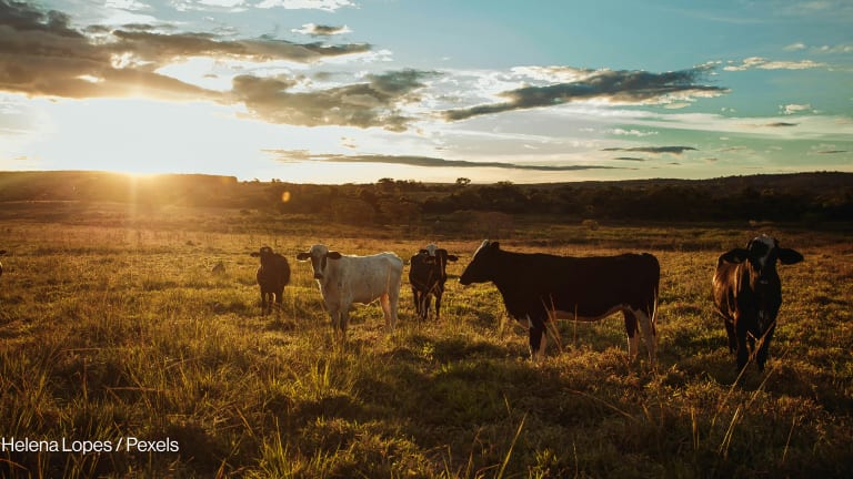 Satellites help farmers find grazing ‘sweet spot’ to cut livestock methane