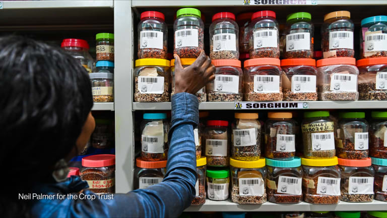 Related Stories - Why crop diversity is key for the future of food