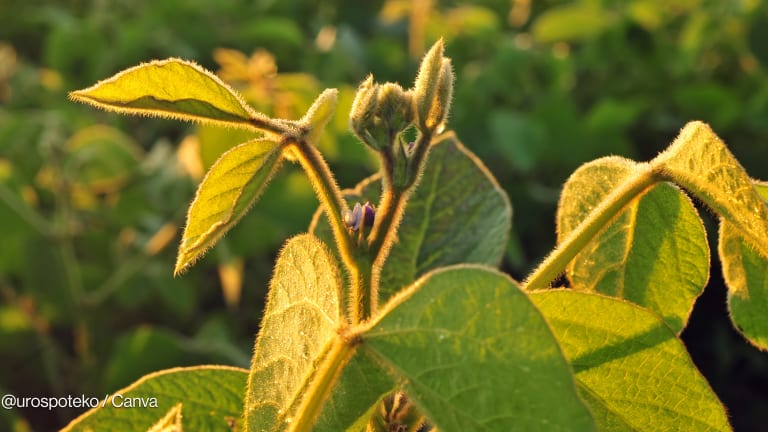 Related Stories - Innovation and trade: Twin engines for food security after COP30