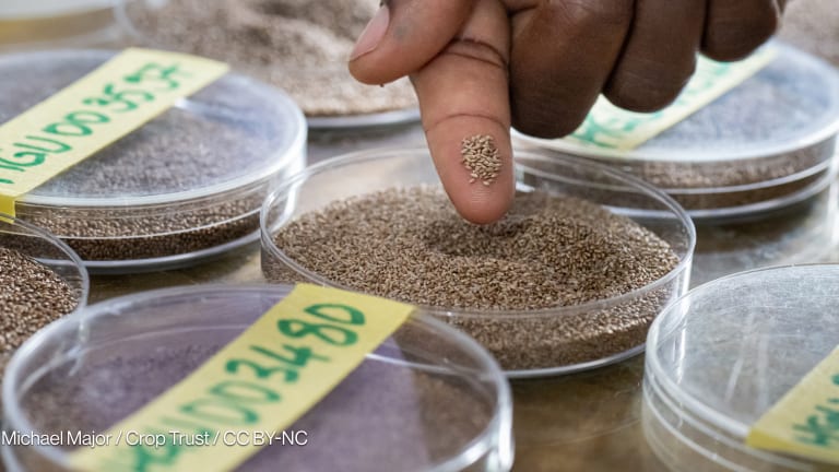 Related Stories - A memo to world leaders: Food security is the basis of global stability