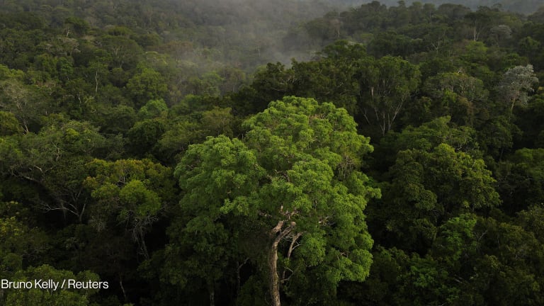 Scoop: World Bank poised to host Brazil's $125B forest facility