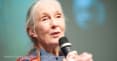 Jane Goodall, primatologist turned global environmental icon, dies at 91