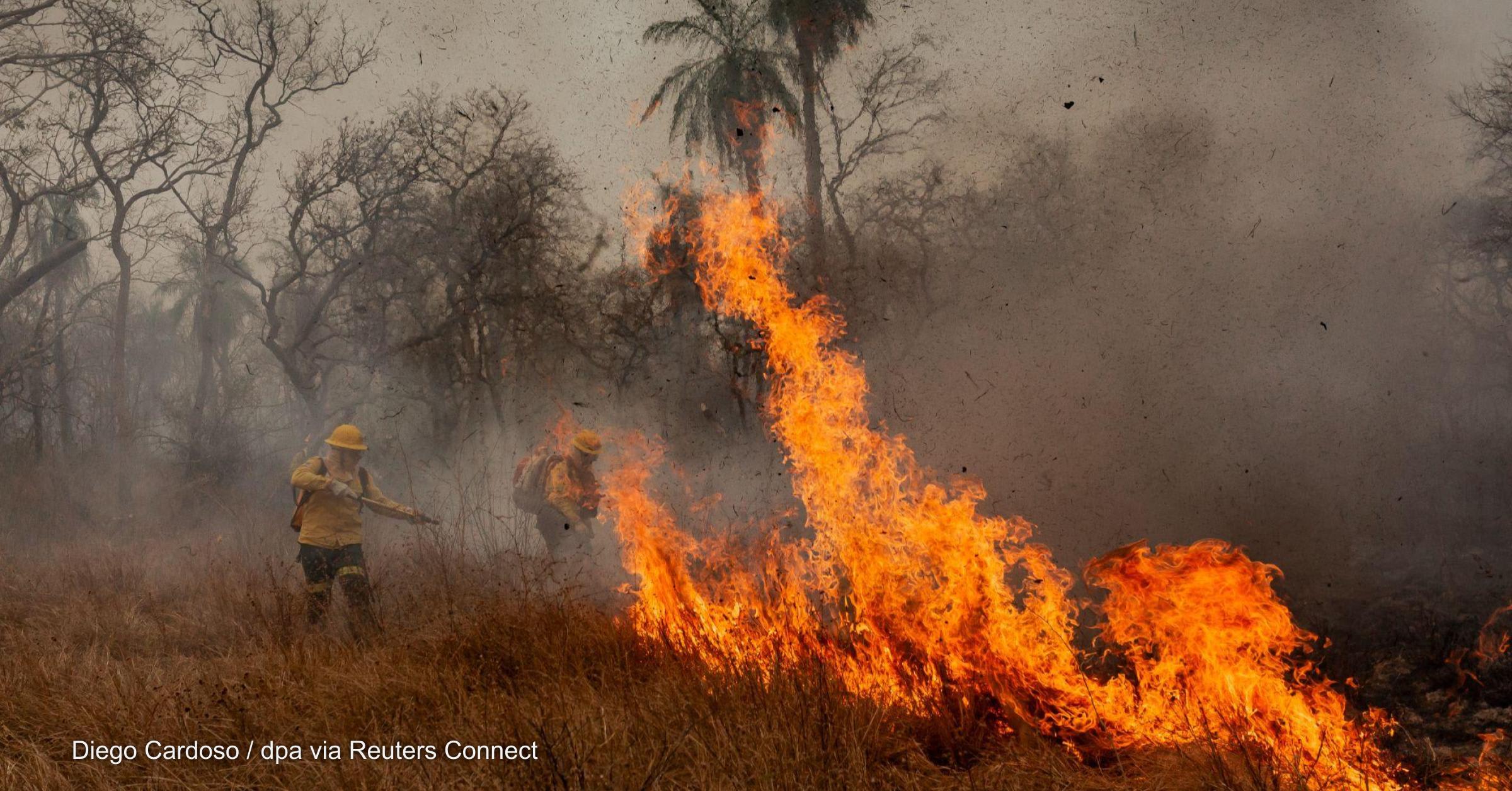 Deforestation skyrockets as Brazil plans forest-focused COP30