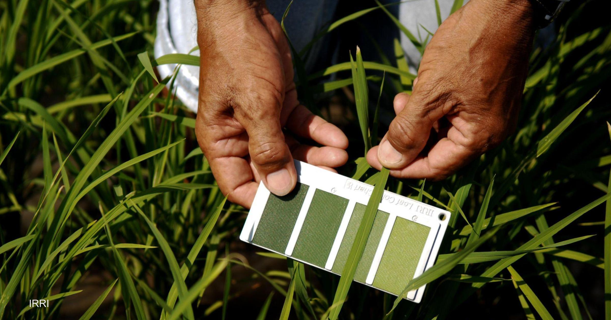 Opinion: Food aid is in crisis. So let’s stop funding agrochemicals