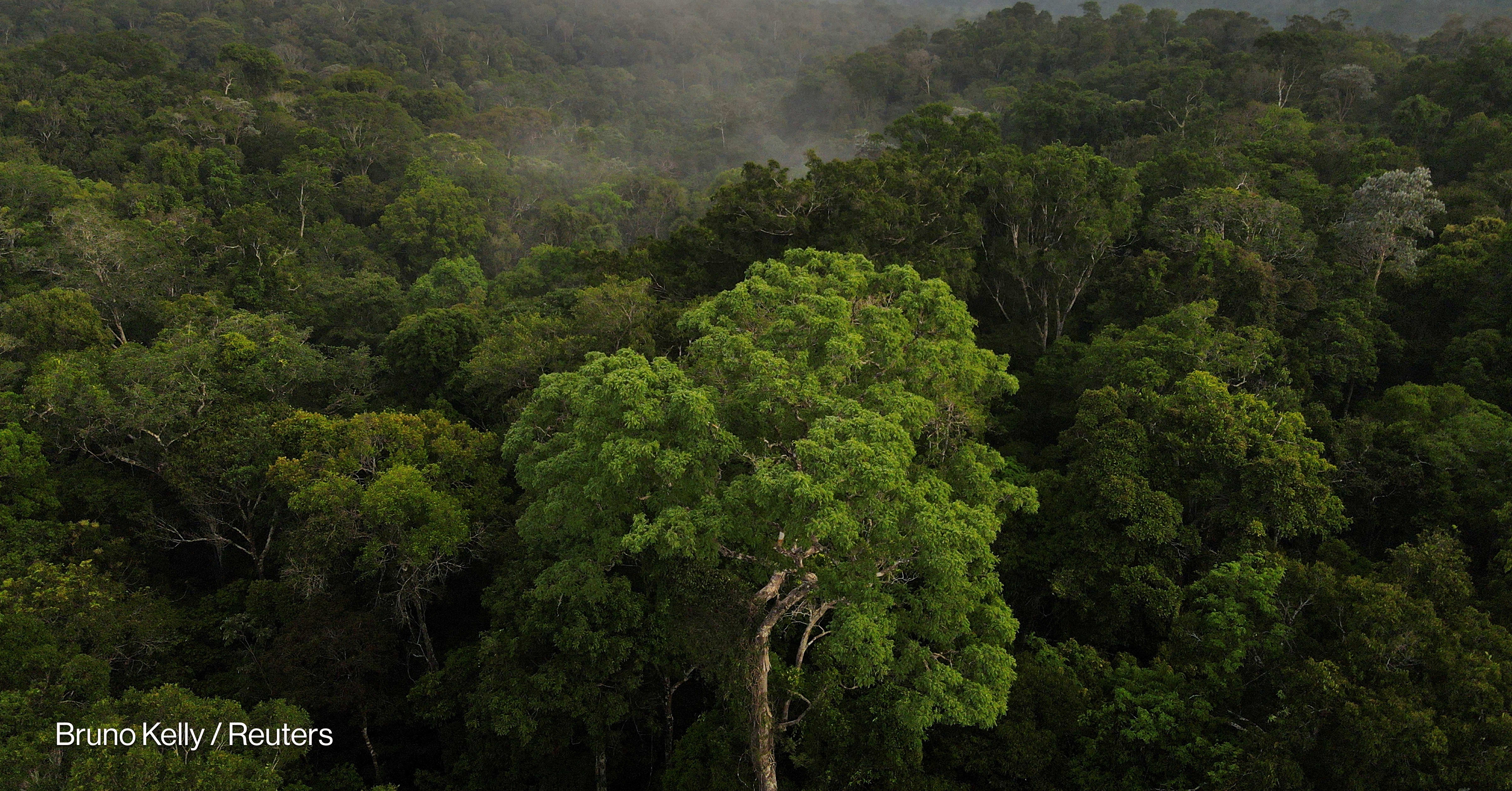 Scoop: World Bank poised to host Brazil's $125B forest facility