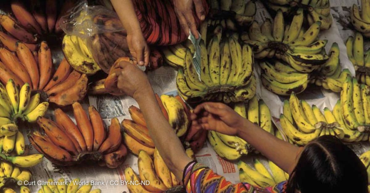 'Don't panic': Lessons from the last global food crisis | Devex