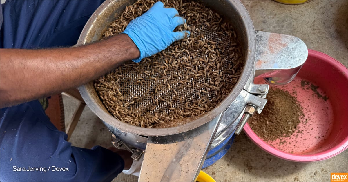 Can a ‘magical’ insect help Madagascar battle malnutrition, deforestation? – Devex