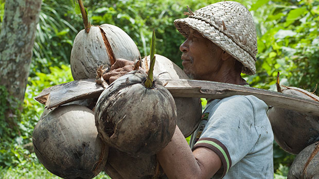 Cracking The Coconut 4 Ways To Improve Financial Security For Smallholder Farmers Devex