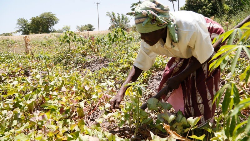 Opinion: Breaking the vicious circle of hunger and conflict - Devex