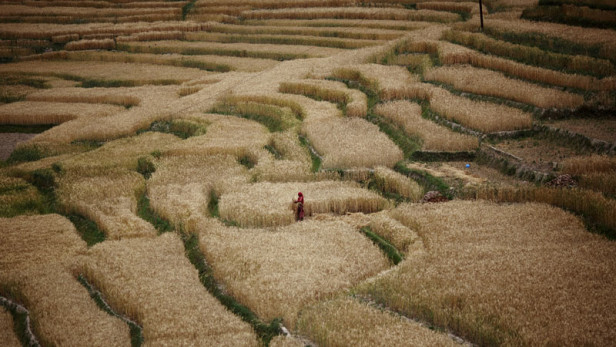 Connecting traditional banking to small farmers: Innovate for impact