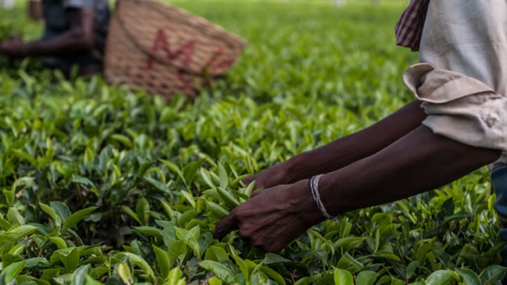 In Rural India Tea Is Gaining Sustainable Development Ground Devex