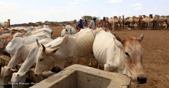 How drought-resistant livestock can help farmers fight climate change