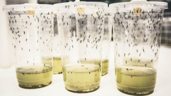 Mosquito breeding sales