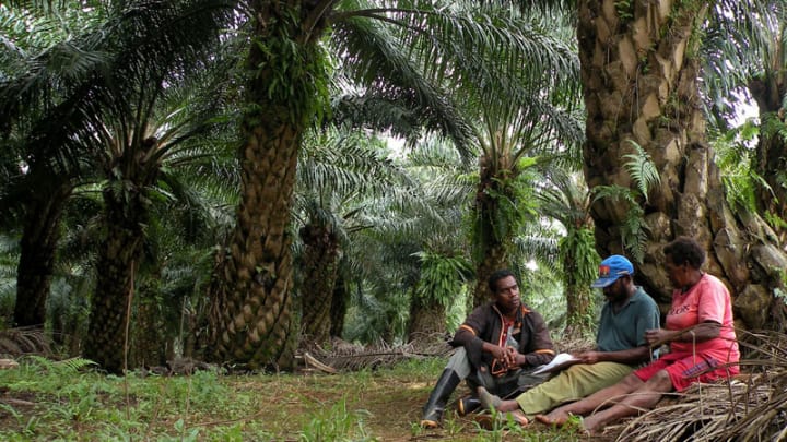 Trase Insights - Indonesia makes progress towards zero palm oil