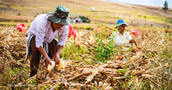 Opinion: We must build food system resilience before the next crisis