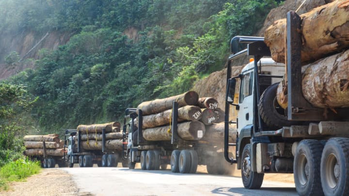 Big lorries transport the felled trees