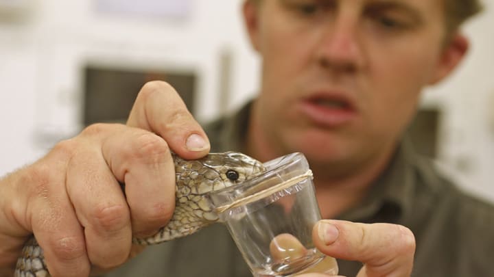 The race to tackle snakebite