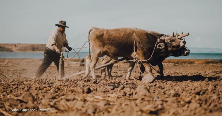 Opinion: El Niño means farmers need more climate support than ever