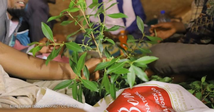 In Somaliland, a sin tax for mental health relief
