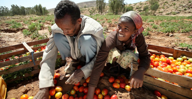 Berhane Hailu - CSvp operation - Goverment center Gov