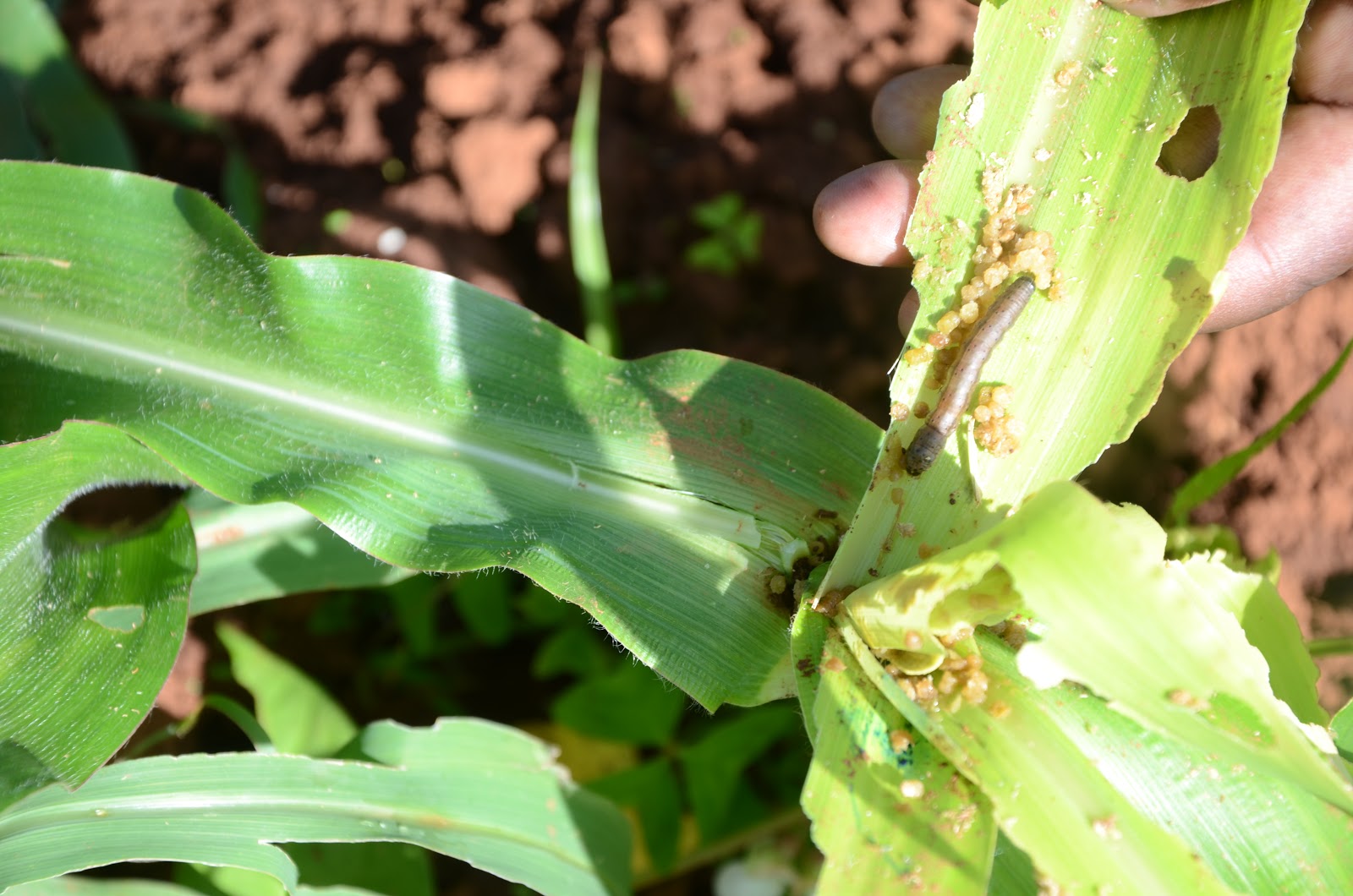 Fall armyworm invasion creates massive communications challenge in ...