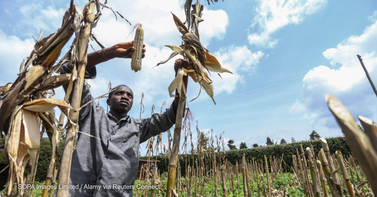 GM CASAVA Approved in Kenya