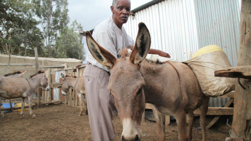 Chinese Demand For Donkey Skin Threatens Farmers In East Africa Devex