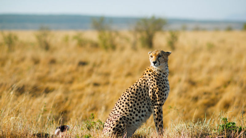 How family planning can help save cheetahs | Devex