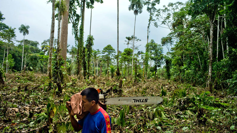 Tropical Deforestation