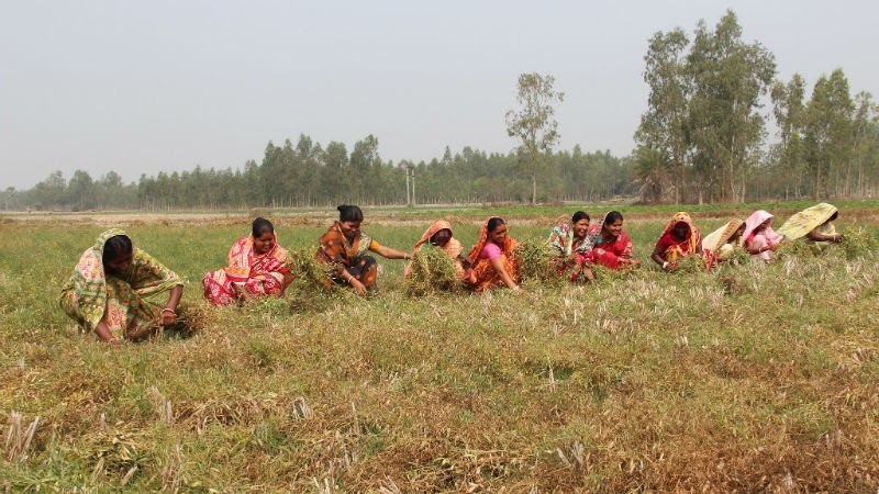 Can better data change the fate of Indias invisible female farmers? Devex Can better data change the fate of Indias invisible female farmers? Devex