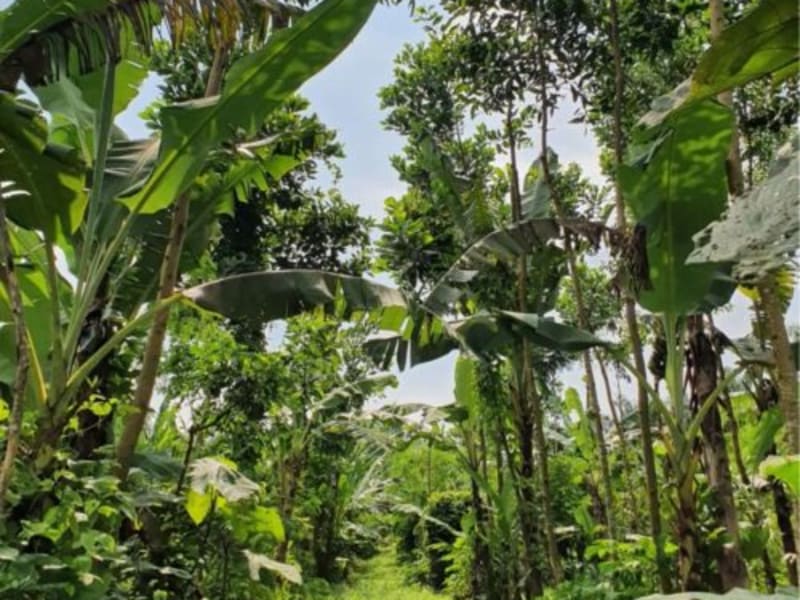A Little Wild — Agroforestry in Nederland