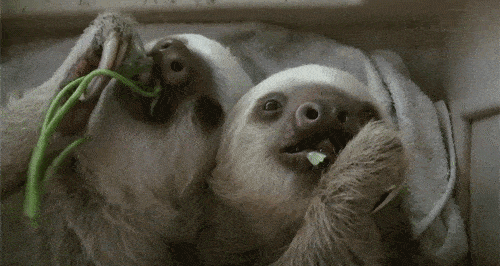 Sloth