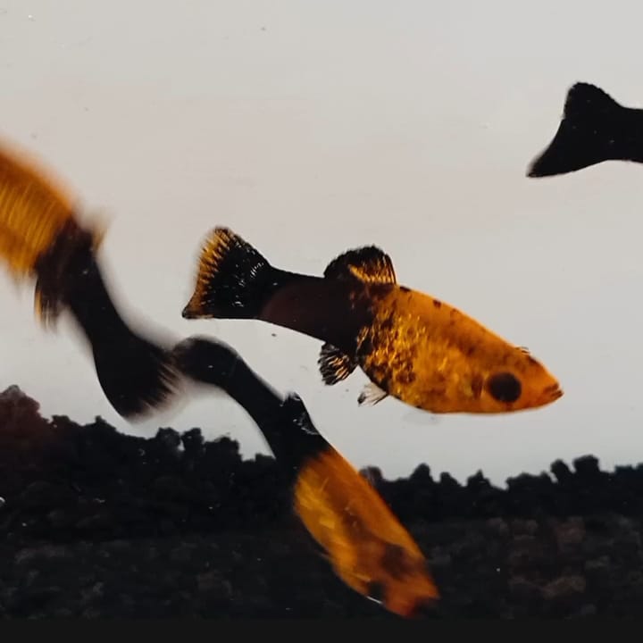 Apakah Ikan Platy Bisa Dicampur dengan Ikan Guppy dan Molly?