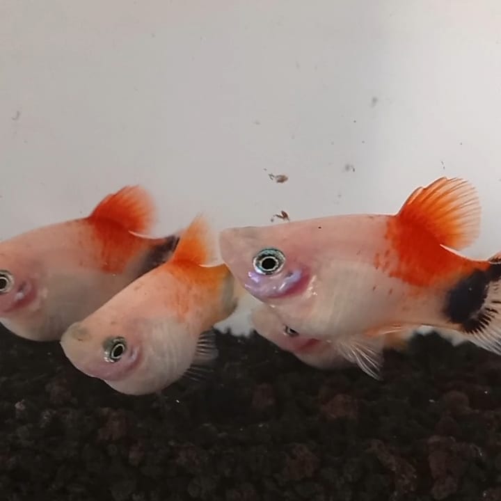 Cara Merawat Ikan Platy agar Sehat dan Cepat Berkembang Biak