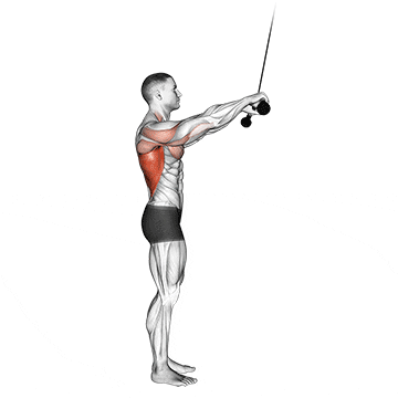 cable pushdown (straight arm) v. 2